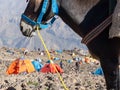 Views of mule transport and camping site on Iran`s highest peak .21September 2022 Mazandaran-ÃÂ°ran Royalty Free Stock Photo