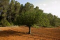 Views of nature and trees in the northern part of the island of Ibiza.