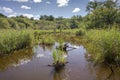 Views of the Ornithological Reserve of Teich