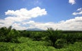 Views of palm oil plantations Royalty Free Stock Photo