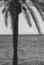 Views of a palm tree from the promenade from a restaurant window