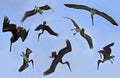 Views of pelicans in blue sky Royalty Free Stock Photo