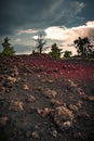 Views of red fields covered with lava and trees on the horizon Royalty Free Stock Photo