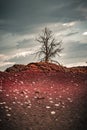 Views of red fields covered with lava and trees on the horizon Royalty Free Stock Photo