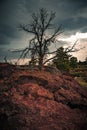 Views of red fields covered with lava and trees on the horizon Royalty Free Stock Photo