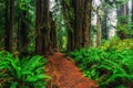 Views in the Redwood Forest, Redwoods National & State Parks California