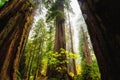 Views in the Redwood Forest, Redwoods National & State Parks California