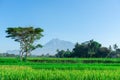 Views of rice fields with mountain backgrounds in a rural area in Indonesia