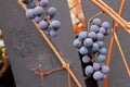 Views of ripe grapes in the fall on bare vine stems