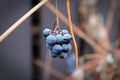 Views of ripe grapes in the fall on bare vine stems Royalty Free Stock Photo