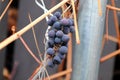 Views of ripe grapes in the fall on bare vine stems Royalty Free Stock Photo