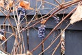 Views of ripe grapes in the fall on bare vine stems