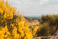 Road views from yellow flowers