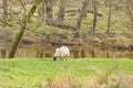 Views of Scottish Highlands / sheep, Scotland Royalty Free Stock Photo