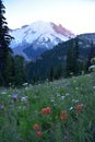 Views From Sunrise: Tahoma & Castilleja spp. Mount Rainier National Park, Cascade Mountains, Pacific Northwest, Washington State Royalty Free Stock Photo