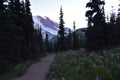 Views From Sunrise: Tahoma & Daisy spp. Mount Rainier National Park, Cascade Mountains, Pacific Northwest, Washington State Royalty Free Stock Photo