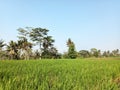 views of the surrounding nature, rows of trees and green grass with a bright blue sky