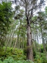 Views of tall oak tree on the way to Conic Hill, Scotland