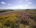 Views from thomas hardy monument dorset england