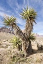 Late Night Trail, Mustang Loop, Red Rock Conservation Area, Southern Nevada, USA Royalty Free Stock Photo