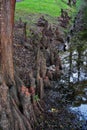 Views of trees and unique nature aspects surrounding New Orleans, including reflecting pools in cemeteries and the Garden District Royalty Free Stock Photo