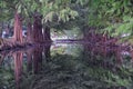 Views of trees and unique nature aspects surrounding New Orleans, including reflecting pools in cemeteries and the Garden District