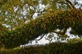 Views of trees and unique nature aspects surrounding New Orleans, including reflecting pools in cemeteries and the Garden District