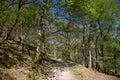 Views up the Watkins Path