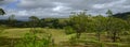 Views of vineyards in the Mount View area of the Hunter Valley, NSW, Australia