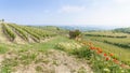 Views of the wine producing area Barbaresco in the region Piedmont in Italy