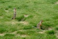 Vigilant Marmots Royalty Free Stock Photo