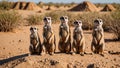 Vigilant Meerkat Family Protecting Their Desert Home Royalty Free Stock Photo