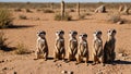 Vigilant Meerkat Family Protecting Their Desert Home Royalty Free Stock Photo