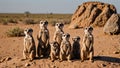Vigilant Meerkat Family Protecting Their Desert Home Royalty Free Stock Photo