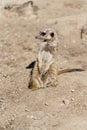 Vigilant meerkat keeps watch for enemies
