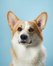 A vigilant Pembroke Welsh Corgi dog against a gentle blue background Royalty Free Stock Photo