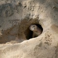 Vigilant prairie dog, Cynomys ludovicianus keeps watch for enemies from the air