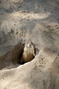 Vigilant prairie dog, Cynomys ludovicianus keeps watch for enemies