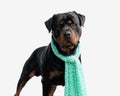 vigilant rottweiler dog with scarf standing up and looking forward