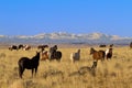 Vigilant stallion watches his wild herd of horses in Wyoming