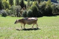 Vigili del Fuoco Santa Maddalena - Funes cow