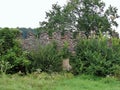 Viglas ruins, Slovakia