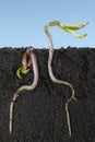 Vigna bean growth