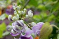 Vigna Caracalla close up, known as Snailflower, with amazing scent