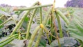 Vigna mungo urad bean black gram green fruits close up Royalty Free Stock Photo