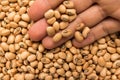 Cowpea legume. Person with grains in hand. Macro. Whole food.