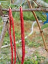 Vigna unguiculata sesquipedalis Sesquipedalis Magnoliophyta Fabaceae red vegetable Yard long bean raw food blooming in