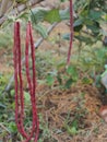 Vigna unguiculata sesquipedalis Sesquipedalis Magnoliophyta Fabaceae red vegetable Yard long bean raw food blooming in