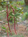 Vigna unguiculata sesquipedalis Sesquipedalis Magnoliophyta Fabaceae red vegetable Yard long bean raw food blooming in