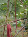 Vigna unguiculata sesquipedalis Sesquipedalis Magnoliophyta Fabaceae red vegetable Yard long bean raw food blooming in